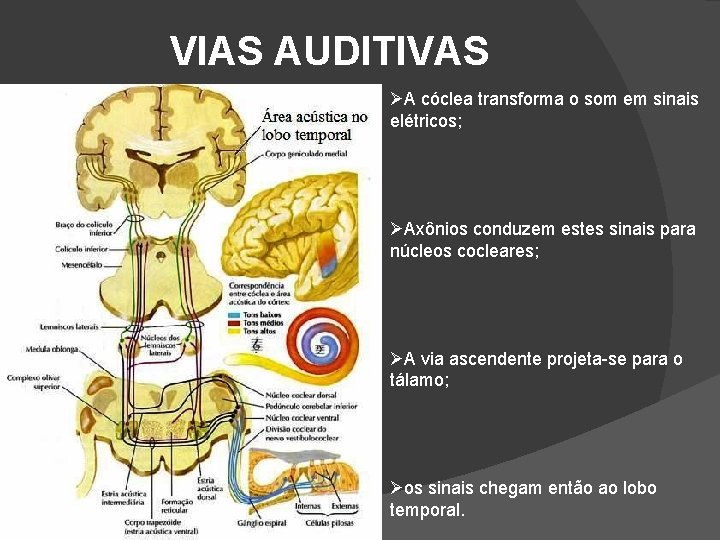 VIAS AUDITIVAS A cóclea transforma o som em sinais elétricos; Axônios conduzem estes sinais