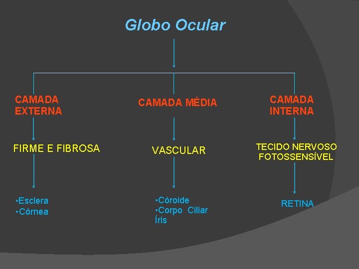 Globo Ocular CAMADA EXTERNA FIRME E FIBROSA • Esclera • Córnea CAMADA MÉDIA CAMADA