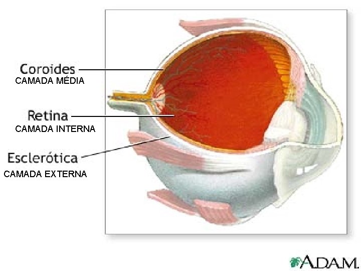 CAMADA MÉDIA CAMADA INTERNA CAMADA EXTERNA 