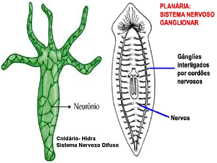 Cnidário- Hidra Sistema Nervoso Difuso 