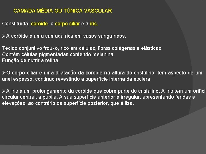 CAMADA MÉDIA OU TÚNICA VASCULAR Constituída: coróide, o corpo ciliar e a íris. A