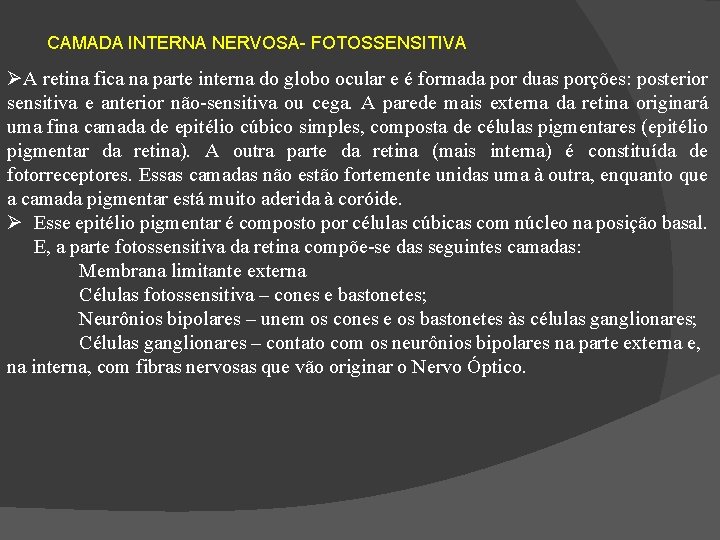 CAMADA INTERNA NERVOSA- FOTOSSENSITIVA A retina fica na parte interna do globo ocular e