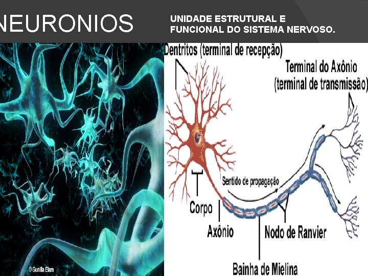 NEURONIOS UNIDADE ESTRUTURAL E FUNCIONAL DO SISTEMA NERVOSO. 