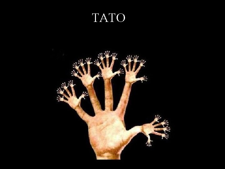 TATO 