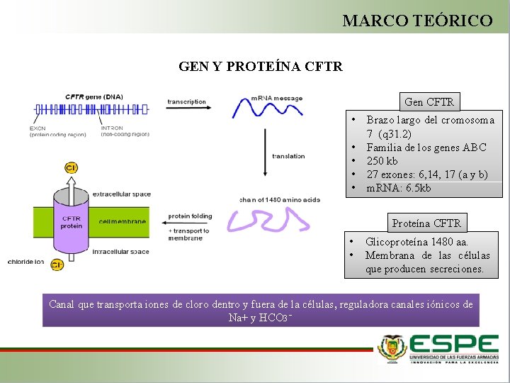 MARCO TEÓRICO GEN Y PROTEÍNA CFTR Gen CFTR • • • Brazo largo del