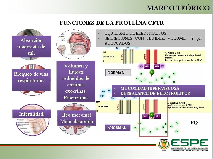 MARCO TEÓRICO FUNCIONES DE LA PROTEÍNA CFTR • • Absorción incorrecta de sal. Bloqueo