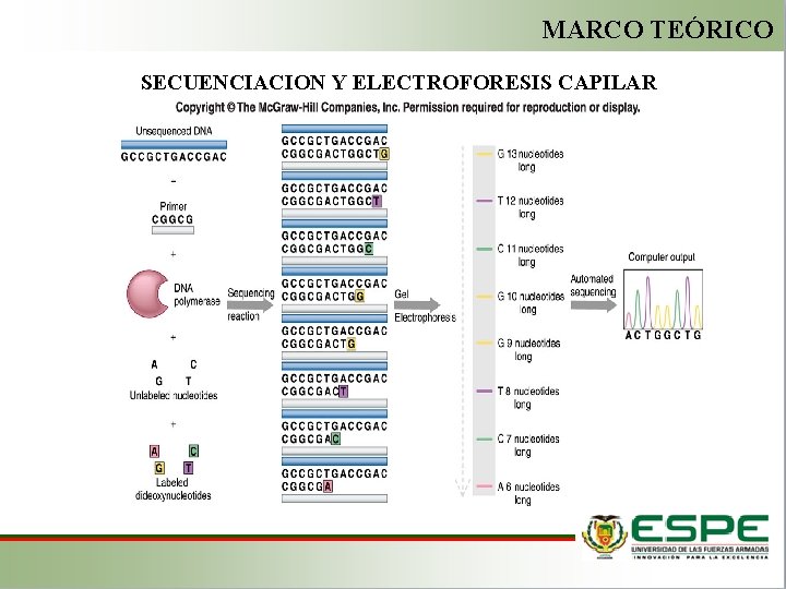 MARCO TEÓRICO SECUENCIACION Y ELECTROFORESIS CAPILAR 