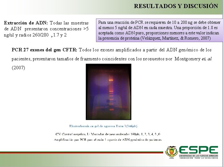 RESULTADOS Y DISCUSIÓN Extracción de ADN: Todas las muestras de ADN presentaron concentraciones >5