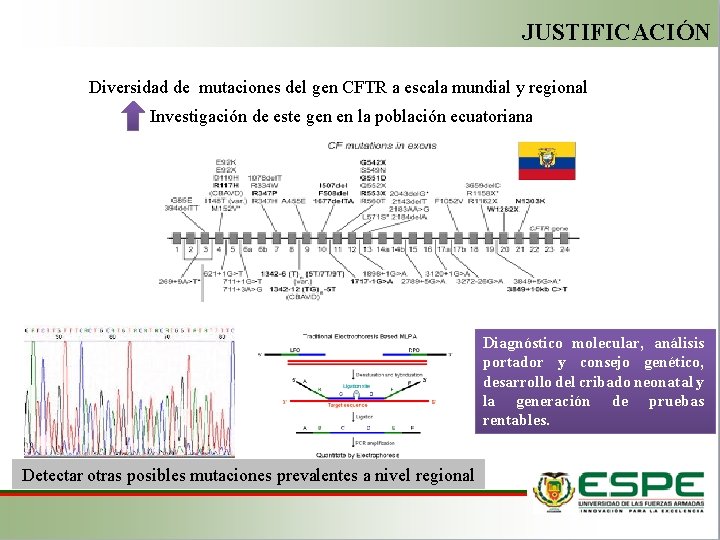 JUSTIFICACIÓN Diversidad de mutaciones del gen CFTR a escala mundial y regional Investigación de