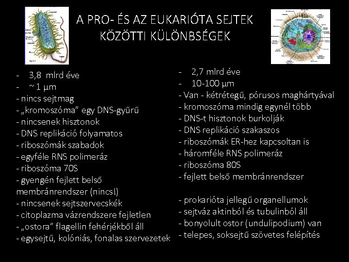 A PRO- ÉS AZ EUKARIÓTA SEJTEK KÖZÖTTI KÜLÖNBSÉGEK - 3, 8 mlrd éve -