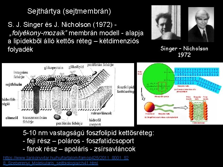 Sejthártya (sejtmembrán) S. J. Singer és J. Nicholson (1972) „folyékony-mozaik” membrán modell - alapja
