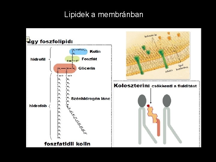 Lipidek a membránban 