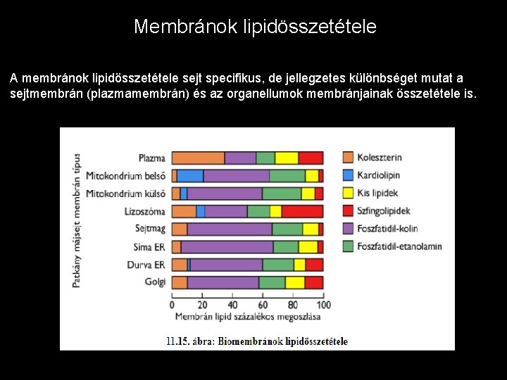 Membránok lipidösszetétele A membránok lipidösszetétele sejt specifikus, de jellegzetes különbséget mutat a sejtmembrán (plazmamembrán)