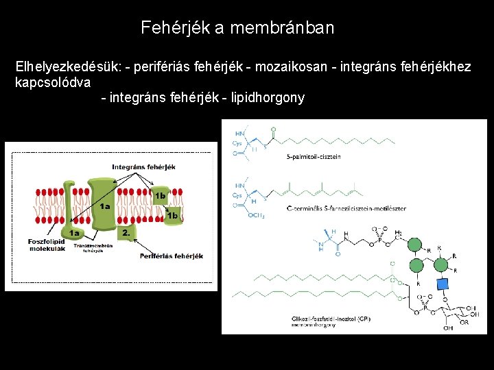 Fehérjék a membránban Elhelyezkedésük: - perifériás fehérjék - mozaikosan - integráns fehérjékhez kapcsolódva -