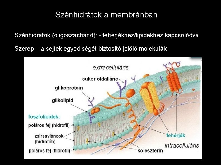 Szénhidrátok a membránban Szénhidrátok (oligoszacharid): - fehérjékhez/lipidekhez kapcsolódva Szerep: a sejtek egyediségét biztosító jelölő