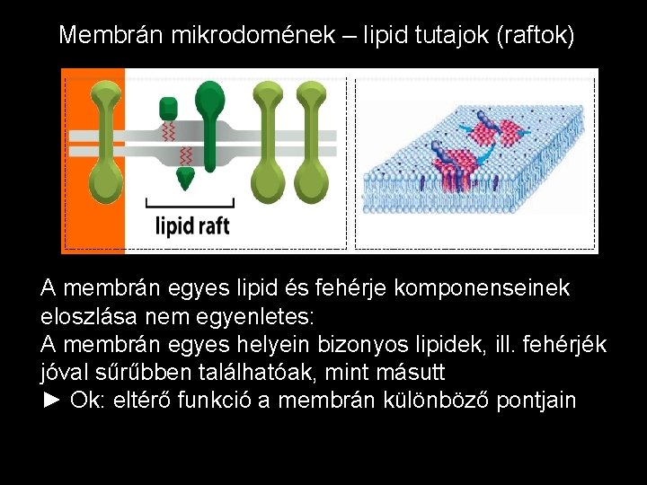 Membrán mikrodomének – lipid tutajok (raftok) A membrán egyes lipid és fehérje komponenseinek eloszlása