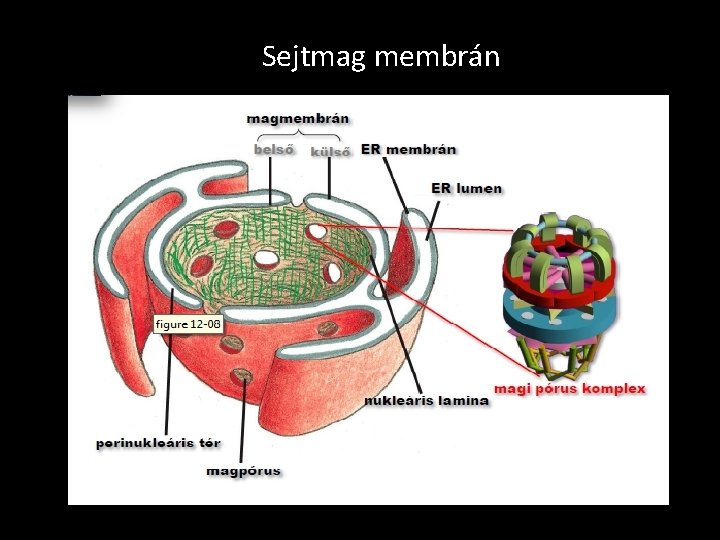 Sejtmag membrán 