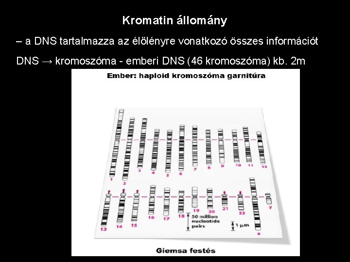 Kromatin állomány – a DNS tartalmazza az élőlényre vonatkozó összes információt DNS → kromoszóma