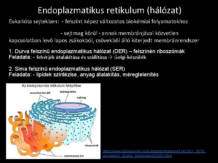Endoplazmatikus retikulum (hálózat) Eukarióta sejtekben: - felszínt képez változatos biokémiai folyamatokhoz - sejtmag körül