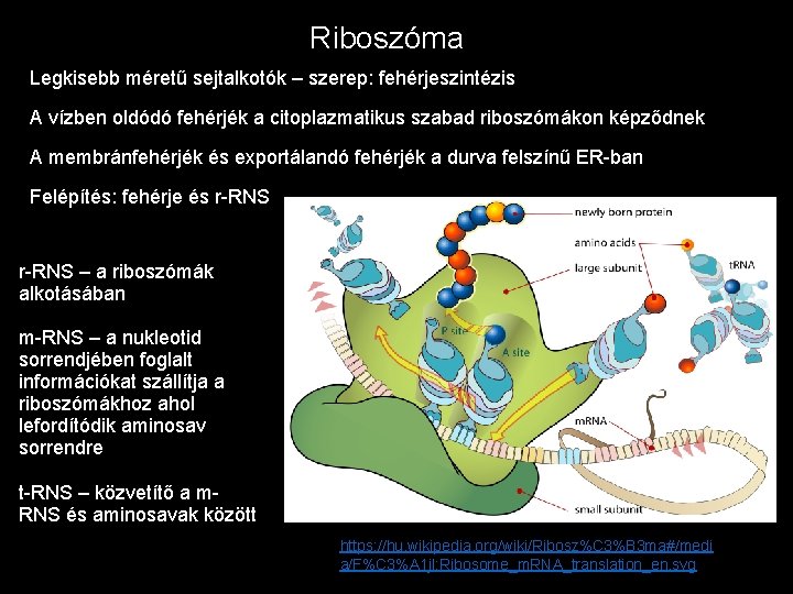 Riboszóma Legkisebb méretű sejtalkotók – szerep: fehérjeszintézis A vízben oldódó fehérjék a citoplazmatikus szabad