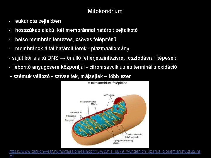 Mitokondrium - eukarióta sejtekben - hosszúkás alakú, két membránnal határolt sejtalkotó - belső membrán