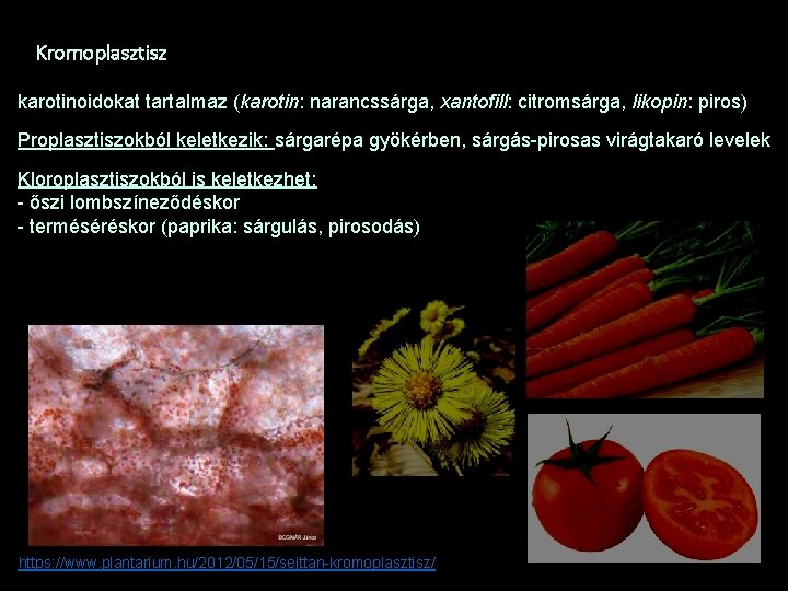 Kromoplasztisz karotinoidokat tartalmaz (karotin: narancssárga, xantofill: citromsárga, likopin: piros) Proplasztiszokból keletkezik: sárgarépa gyökérben, sárgás-pirosas