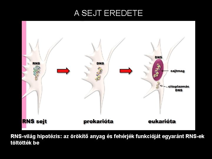 A SEJT EREDETE RNS-világ hipotézis: az örökítő anyag és fehérjék funkcióját egyaránt RNS-ek töltötték