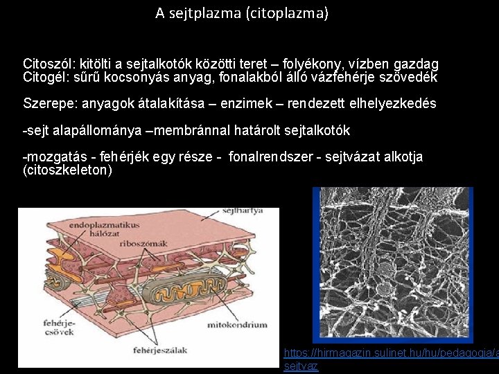 A sejtplazma (citoplazma) Citoszól: kitölti a sejtalkotók közötti teret – folyékony, vízben gazdag Citogél: