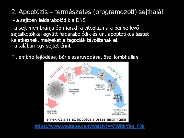 2. Apoptózis – természetes (programozott) sejthalál: - a sejtben feldarabolódik a DNS - a
