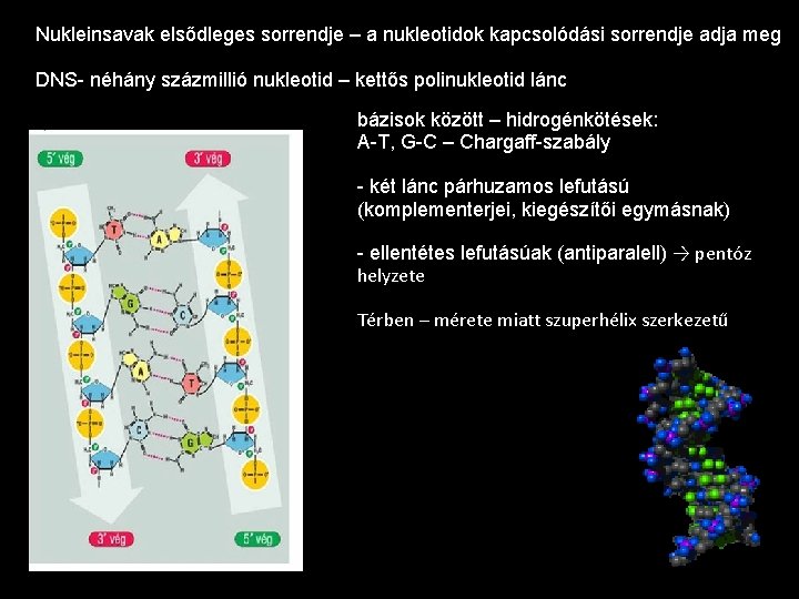 Nukleinsavak elsődleges sorrendje – a nukleotidok kapcsolódási sorrendje adja meg DNS- néhány százmillió nukleotid