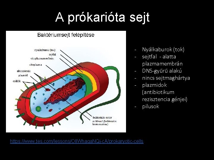 A prókarióta sejt - Nyálkaburok (tok) - sejtfal - alatta plazmamembrán - DNS-gyűrű alakú