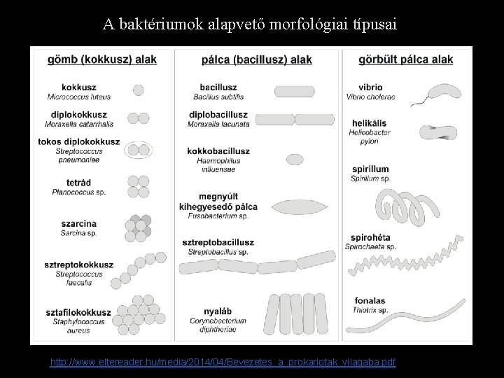 A baktériumok alapvető morfológiai típusai http: //www. eltereader. hu/media/2014/04/Bevezetes_a_prokariotak_vilagaba. pdf 