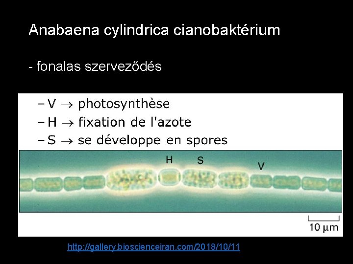 Anabaena cylindrica cianobaktérium - fonalas szerveződés http: //gallery. bioscienceiran. com/2018/10/11 