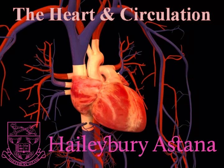 The Heart & Circulation 