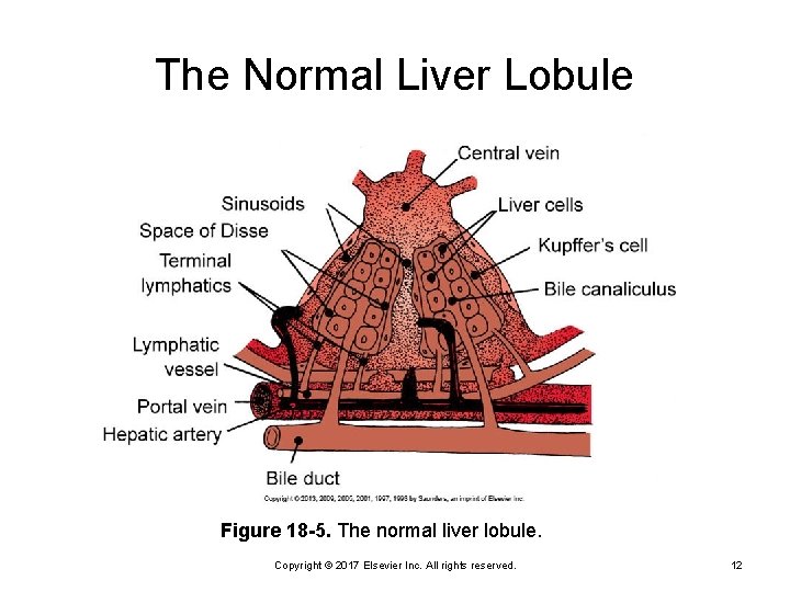 The Normal Liver Lobule Figure 18 -5. The normal liver lobule. Copyright © 2017