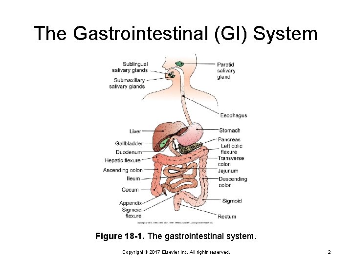 The Gastrointestinal (GI) System Figure 18 -1. The gastrointestinal system. Copyright © 2017 Elsevier