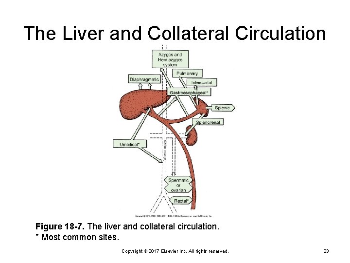 The Liver and Collateral Circulation Figure 18 -7. The liver and collateral circulation. *