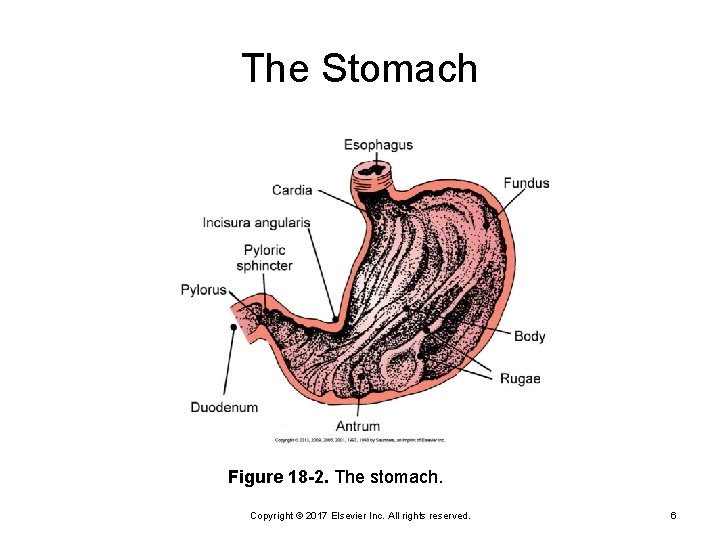 The Stomach Figure 18 -2. The stomach. Copyright © 2017 Elsevier Inc. All rights