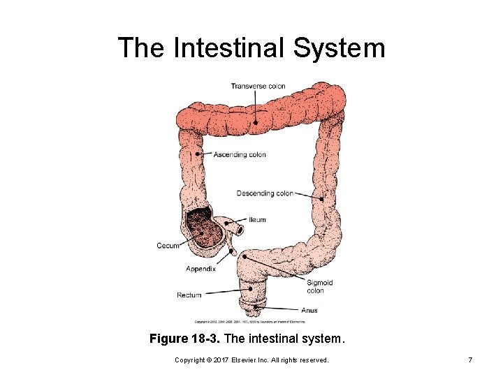 The Intestinal System Figure 18 -3. The intestinal system. Copyright © 2017 Elsevier Inc.