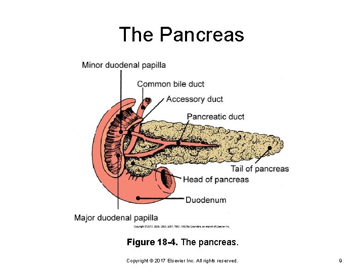 The Pancreas Figure 18 -4. The pancreas. Copyright © 2017 Elsevier Inc. All rights