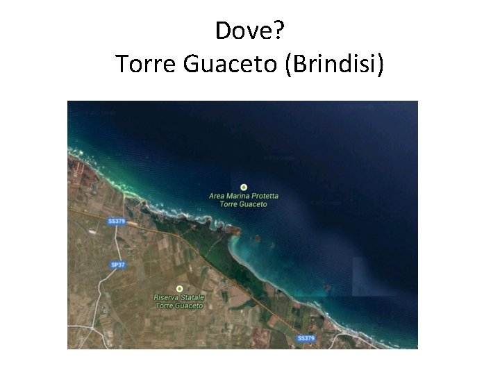 Dove? Torre Guaceto (Brindisi) 