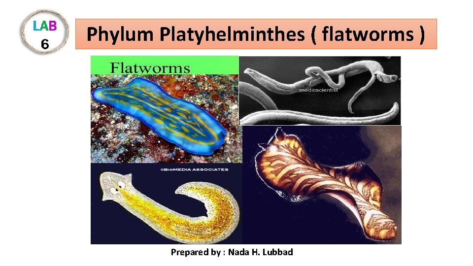 Phylum Platyhelminthes ( flatworms ) Prepared by : Nada H. Lubbad 