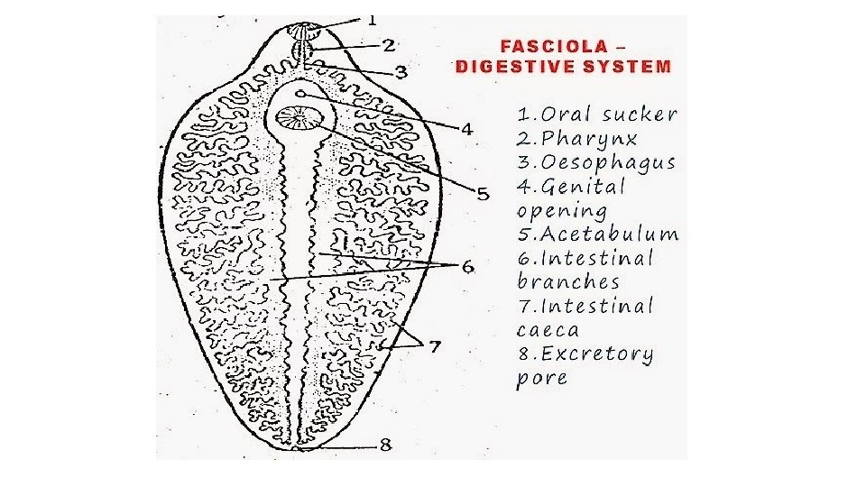 phylum platyhelminthes fasciola