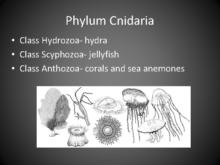 Phylum Cnidaria • Class Hydrozoa- hydra • Class Scyphozoa- jellyfish • Class Anthozoa- corals Phylum Cnidaria • Class Hydrozoa- hydra • Class Scyphozoa- jellyfish • Class Anthozoa- corals