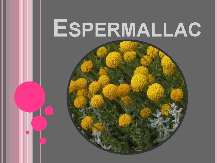 ESPERMALLAC 