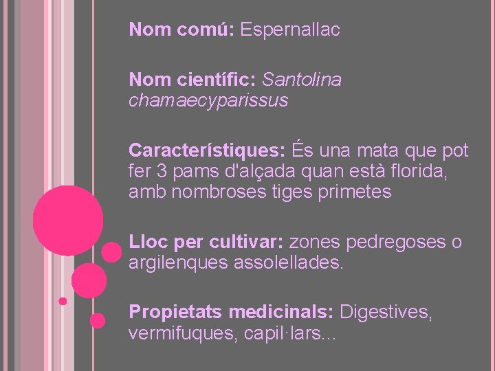 Nom comú: Espernallac Nom científic: Santolina chamaecyparissus Característiques: És una mata que pot fer