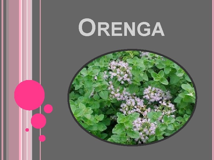 ORENGA 