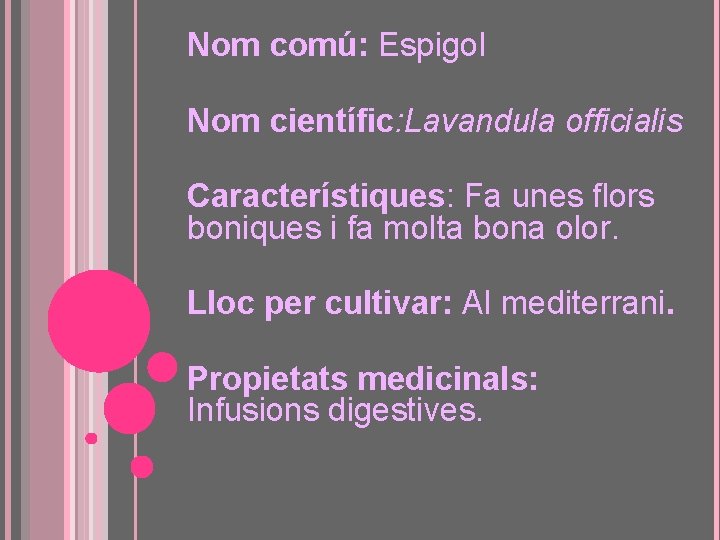 Nom comú: Espigol Nom científic: Lavandula officialis Característiques: Fa unes flors boniques i fa