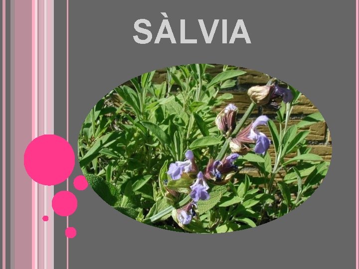 SÀLVIA 