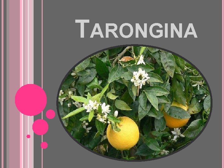 TARONGINA 